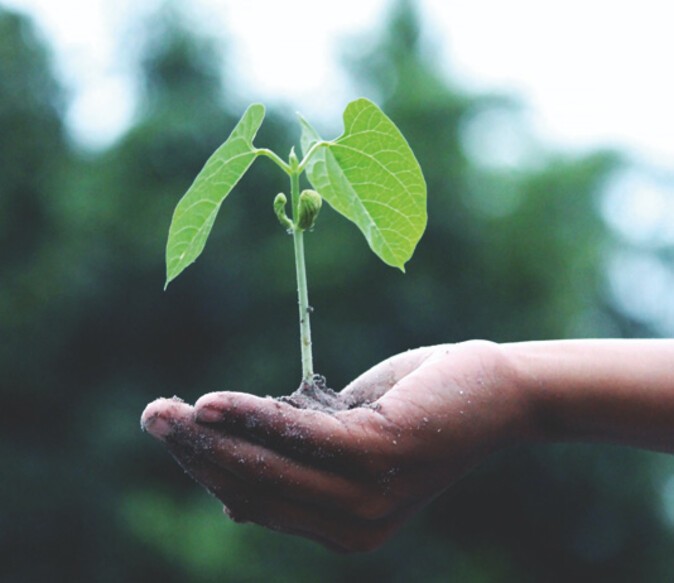A hand holding a plant
