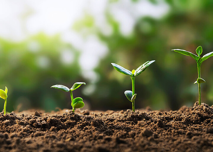 Plant seedlings
