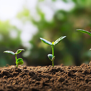 Plant seedlings