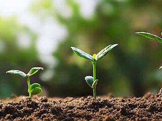 Plant seedlings